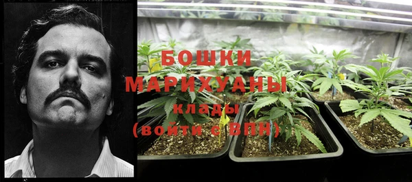прущие грибы Каменногорск
