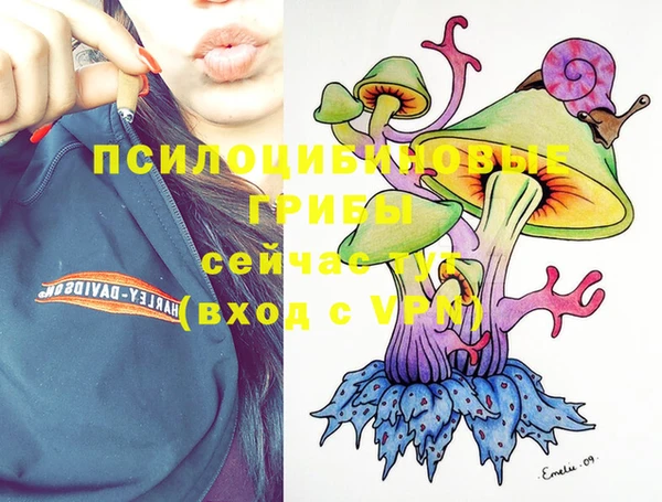 прущие грибы Каменногорск